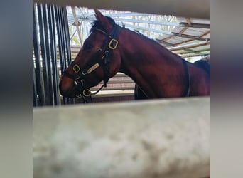 Purosangue inglese, Castrone, 2 Anni, Baio