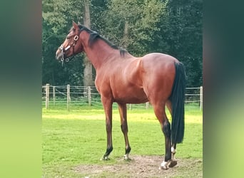 Purosangue inglese, Castrone, 2 Anni, Baio