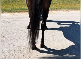 Purosangue inglese, Castrone, 3 Anni, 152 cm, Morello