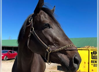 Purosangue inglese, Castrone, 3 Anni, 152 cm, Morello