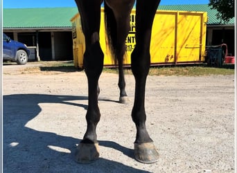 Purosangue inglese, Castrone, 3 Anni, 152 cm, Morello