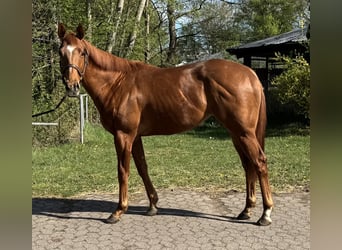 Purosangue inglese, Castrone, 3 Anni, 159 cm, Sauro