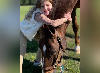 Purosangue inglese, Castrone, 3 Anni, 173 cm, Sauro scuro