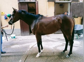 Purosangue inglese, Castrone, 3 Anni, Baio