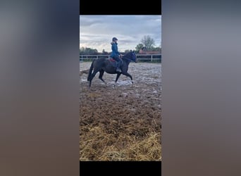 Purosangue inglese, Castrone, 4 Anni, 155 cm, Baio nero