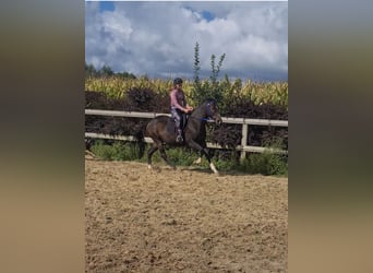 Purosangue inglese, Castrone, 4 Anni, 155 cm, Baio nero