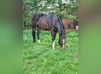 Purosangue inglese, Castrone, 4 Anni, 155 cm, Baio nero