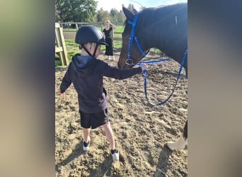 Purosangue inglese, Castrone, 4 Anni, 155 cm, Baio nero