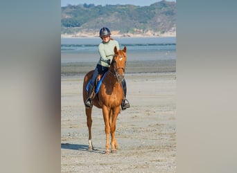 Purosangue inglese, Castrone, 4 Anni, 157 cm, Baio