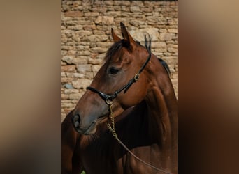 Purosangue inglese, Castrone, 4 Anni, 157 cm, Baio