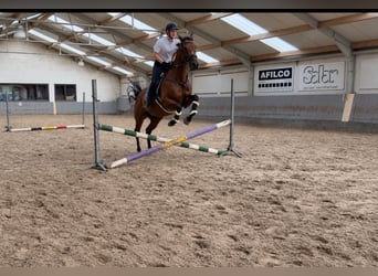 Purosangue inglese, Castrone, 4 Anni, 160 cm, Baio scuro