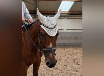 Purosangue inglese, Castrone, 4 Anni, 160 cm, Baio scuro