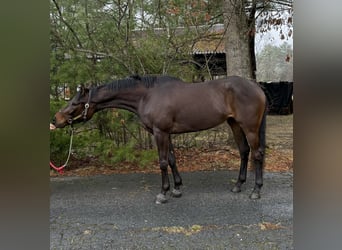 Purosangue inglese, Castrone, 4 Anni, 163 cm, Baio ciliegia