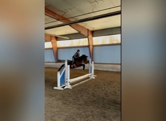 Purosangue inglese, Castrone, 4 Anni, 163 cm, Baio ciliegia