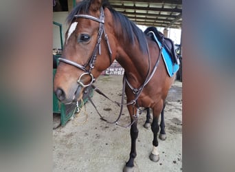 Purosangue inglese, Castrone, 4 Anni, 165 cm, Baio