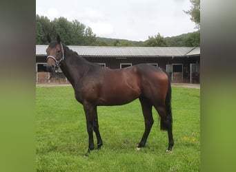 Purosangue inglese, Castrone, 4 Anni, 165 cm, Baio