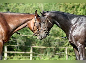 Purosangue inglese, Castrone, 4 Anni, 165 cm, Morello