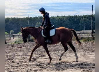 Purosangue inglese, Castrone, 4 Anni, 165 cm, Sauro