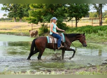 Purosangue inglese, Castrone, 4 Anni, 178 cm, Baio ciliegia