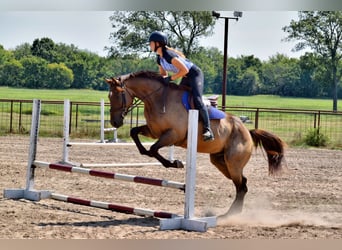Purosangue inglese, Castrone, 5 Anni, 165 cm, Baio ciliegia
