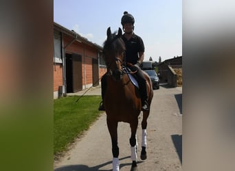 Purosangue inglese, Castrone, 5 Anni, 166 cm, Baio