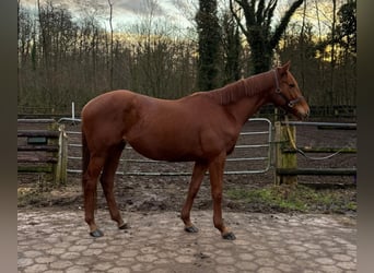 Purosangue inglese, Castrone, 5 Anni, 166 cm, Sauro