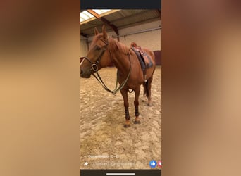 Purosangue inglese, Castrone, 5 Anni, 170 cm, Sauro