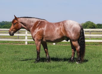 Purosangue inglese Mix, Castrone, 5 Anni, 173 cm, Baio roano
