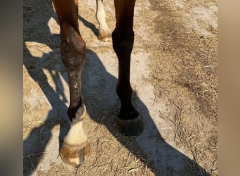 Purosangue inglese, Castrone, 5 Anni, 183 cm, Baio chiaro