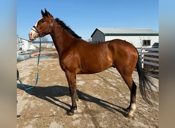 Purosangue inglese, Castrone, 5 Anni, 183 cm, Baio chiaro