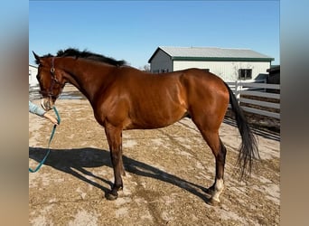 Purosangue inglese, Castrone, 5 Anni, 183 cm, Baio chiaro