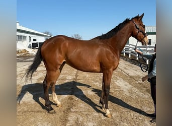 Purosangue inglese, Castrone, 5 Anni, 183 cm, Baio chiaro