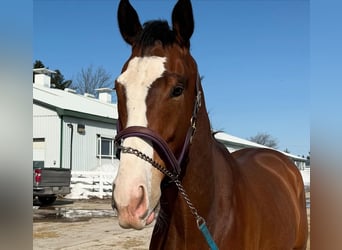 Purosangue inglese, Castrone, 5 Anni, 183 cm, Baio chiaro