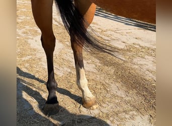 Purosangue inglese, Castrone, 5 Anni, 183 cm, Baio chiaro