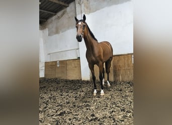Purosangue inglese, Castrone, 6 Anni, 160 cm, Baio
