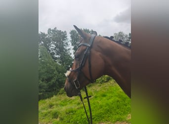 Purosangue inglese, Castrone, 6 Anni, 160 cm, Baio