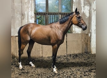 Purosangue inglese, Castrone, 6 Anni, 160 cm, Baio