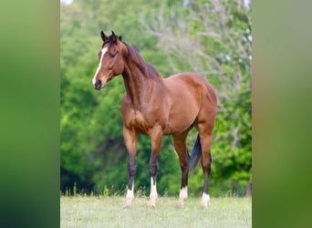 Purosangue inglese Mix, Castrone, 6 Anni, 163 cm, Baio ciliegia