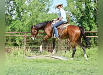 Purosangue inglese Mix, Castrone, 6 Anni, 163 cm, Baio ciliegia