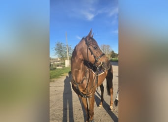 Purosangue inglese, Castrone, 6 Anni, 164 cm, Sauro scuro