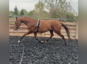 Purosangue inglese, Castrone, 6 Anni, 165 cm, Sauro