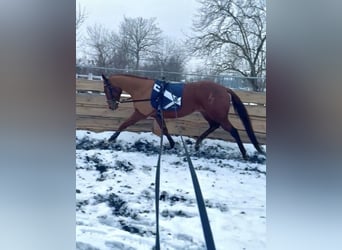 Purosangue inglese, Castrone, 6 Anni, 165 cm, Sauro