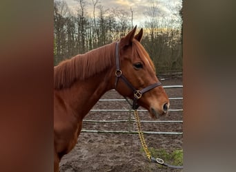 Purosangue inglese, Castrone, 6 Anni, 166 cm, Sauro