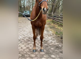 Purosangue inglese, Castrone, 6 Anni, 166 cm, Sauro