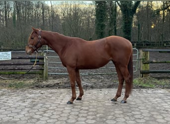 Purosangue inglese, Castrone, 6 Anni, 166 cm, Sauro