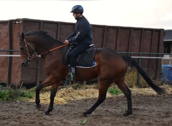 Purosangue inglese, Castrone, 6 Anni, 167 cm, Baio