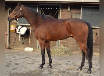 Purosangue inglese, Castrone, 6 Anni, 167 cm, Baio