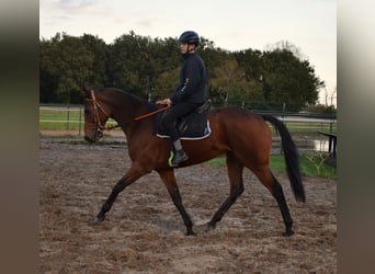 Purosangue inglese, Castrone, 6 Anni, 167 cm, Baio