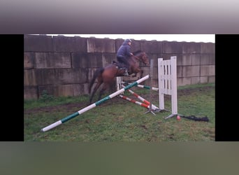 Purosangue inglese, Castrone, 6 Anni, 167 cm, Baio