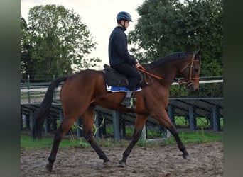 Purosangue inglese, Castrone, 6 Anni, 167 cm, Baio